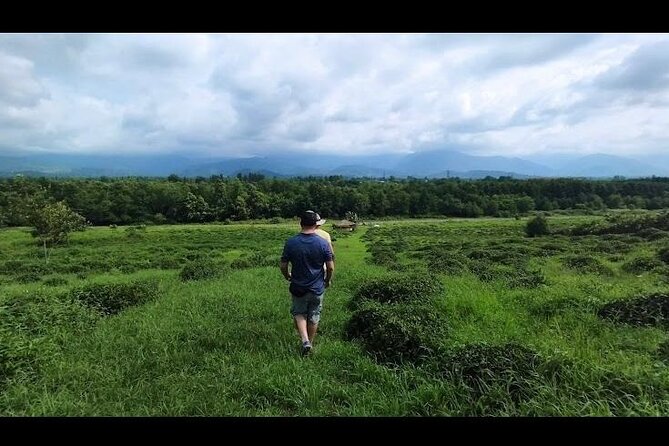 1,5 Hours Tea House and Tea Garden Trip in Ozurgeti Georgia - Walking the century-old tea garden