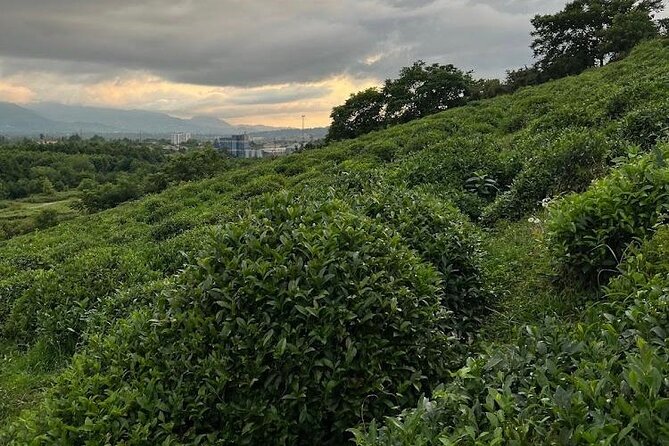 1,5 Hours Tea House and Tea Garden Trip in Ozurgeti Georgia - Who will enjoy the visit most