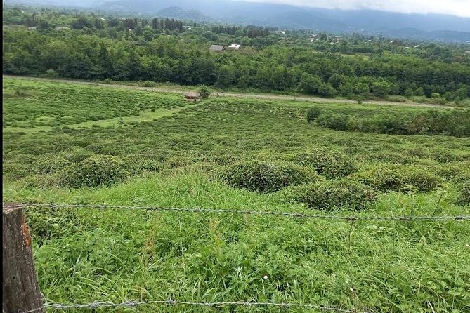 1,5 Hours Tea House and Tea Garden Trip in Ozurgeti Georgia - FAQ