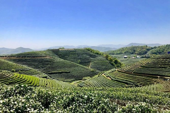 1-day Village Tea Picking, Roasting & Serving Guided Private Tour from Hangzhou - Picking Dragon Well tea in the fields