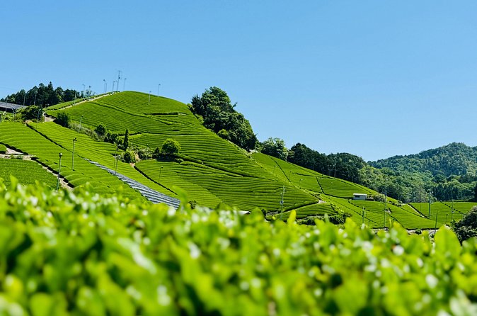 7 Hours Private Guided Tour Uji and Wazuka Matcha Farm - What $520 per person really buys