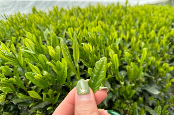 7 Hours Private Guided Tour Uji and Wazuka Matcha Farm - Six hours, or closer to seven?