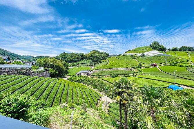7hr Private Wazuka True Hidden Kyoto Matcha Farm Experience - Learning tea from a fifth-generation farming family