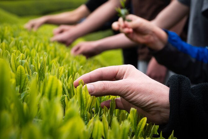 7hr Private Wazuka True Hidden Kyoto Matcha Farm Experience - A matcha lunch inside a traditional Japanese home