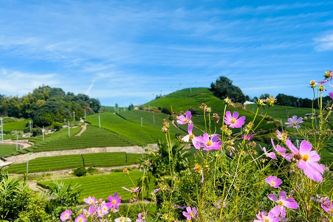 7hr Private Wazuka True Hidden Kyoto Matcha Farm Experience - Tasting matcha with your eyes, nose, and palate