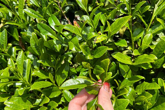 7hr Private Wazuka True Hidden Kyoto Matcha Farm Experience - What the $520 price means