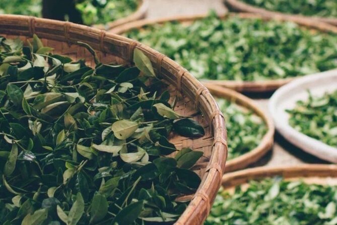 90minutes Tea Preparation and Tasting Experience in Como - What this Como tea experience is really about