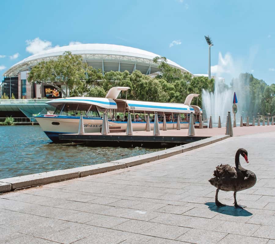 Adelaide: River Torrens Popeye Devonshire Tea Cruise - The Adelaide Zoo and Botanic Garden option