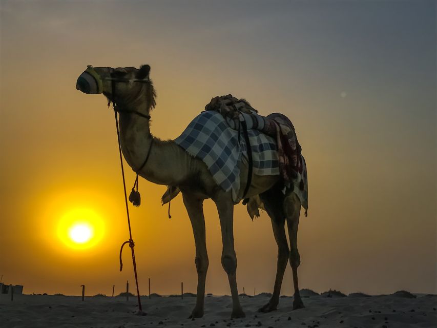 Agadir/Taghazout/Port: Camel Ride Tea & BBQ Option - Reaching the Oued Sous and watching for flamingos