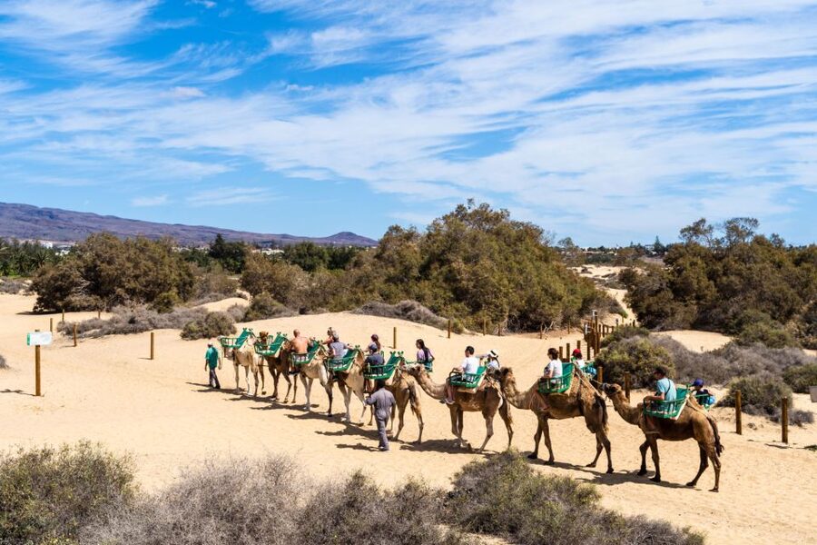 Agadir/Taghazout/Port: Camel Ride Tea & BBQ Option - Houssain and the value of a local guide