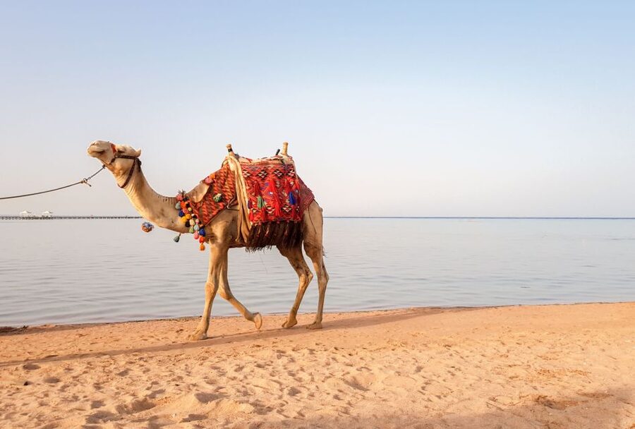 Agadir/Taghazout/Port: Camel Ride Tea & BBQ Option - Moroccan tea at Camel Tea Place