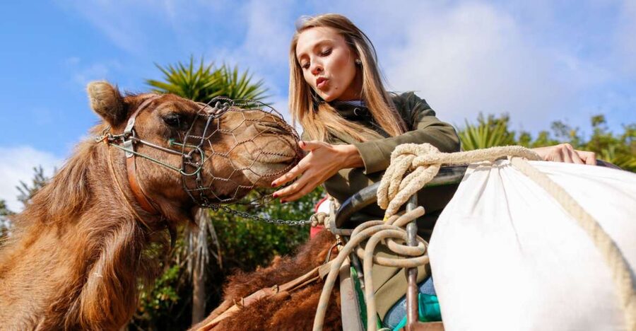 Agadir/Taghazout/Port: Camel Ride Tea & BBQ Option - Who should book this Agadir camel ride?