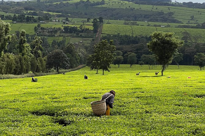 Agro-Tourism Tea Workshop in Nandi Hills - Key points before you book