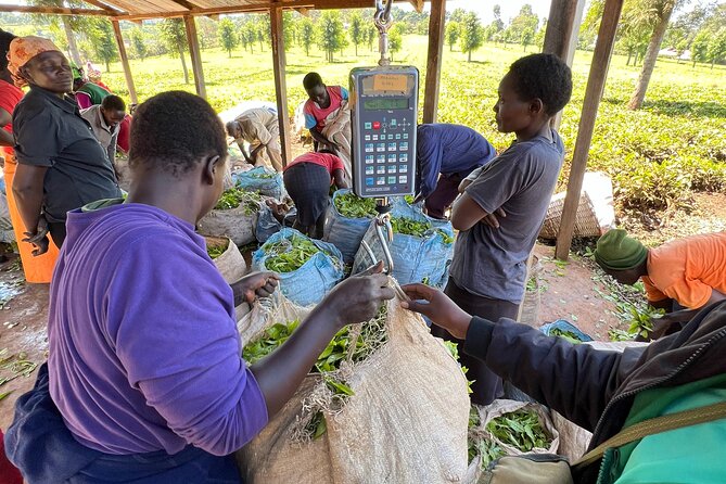 Agro-Tourism Tea Workshop in Nandi Hills - Seeing the tea harvest up close