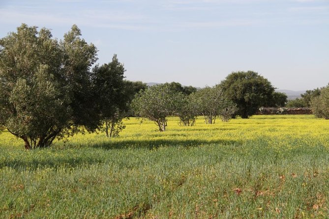 Argan Forest, tea time at a Berbers family & Visit of an Argan cooperative. - A Village, a Marabout, and Older Layers of Place