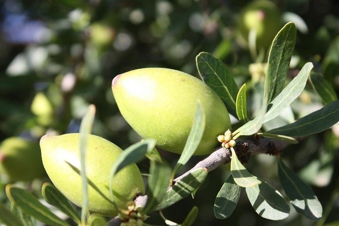 Argan Forest, tea time at a Berbers family & Visit of an Argan cooperative. - Tea With a Berber Family