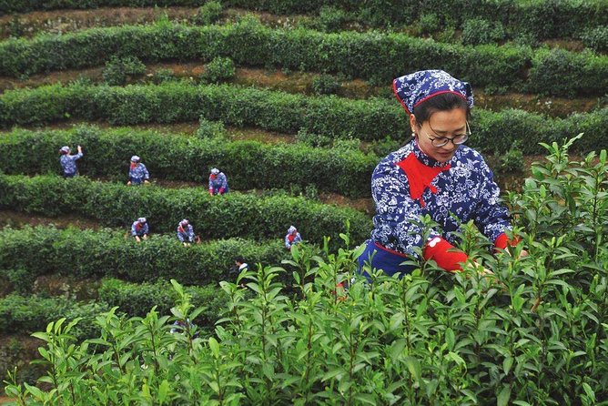 Authentic Hangzhou Longjing Tea Culture Experience Tour - How Forrest Gan affects the experience