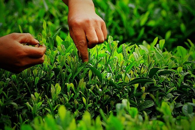 Authentic Hangzhou Longjing Tea Culture Experience Tour - Who should book this tea experience?