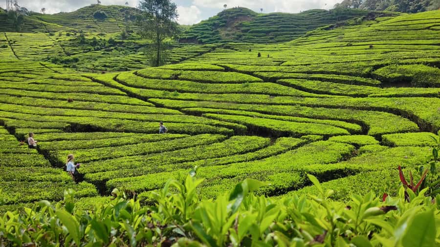 Bandung: White Crater, Scenic Tea Plantations & Hot Spring - Who should book this South Bandung day?