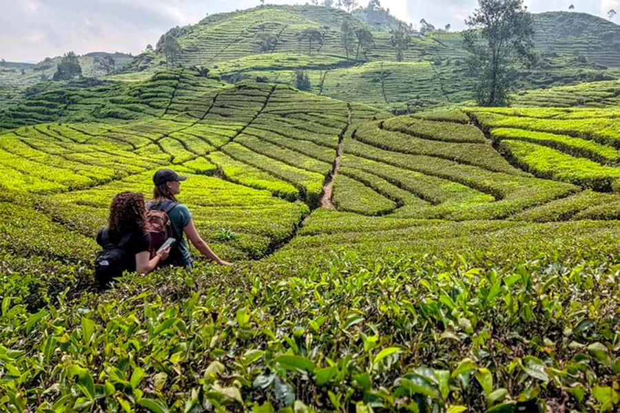 Bandung: White Crater, Scenic Tea Plantations & Hot Spring - Why South Bandung makes a better nature day than a city-only plan
