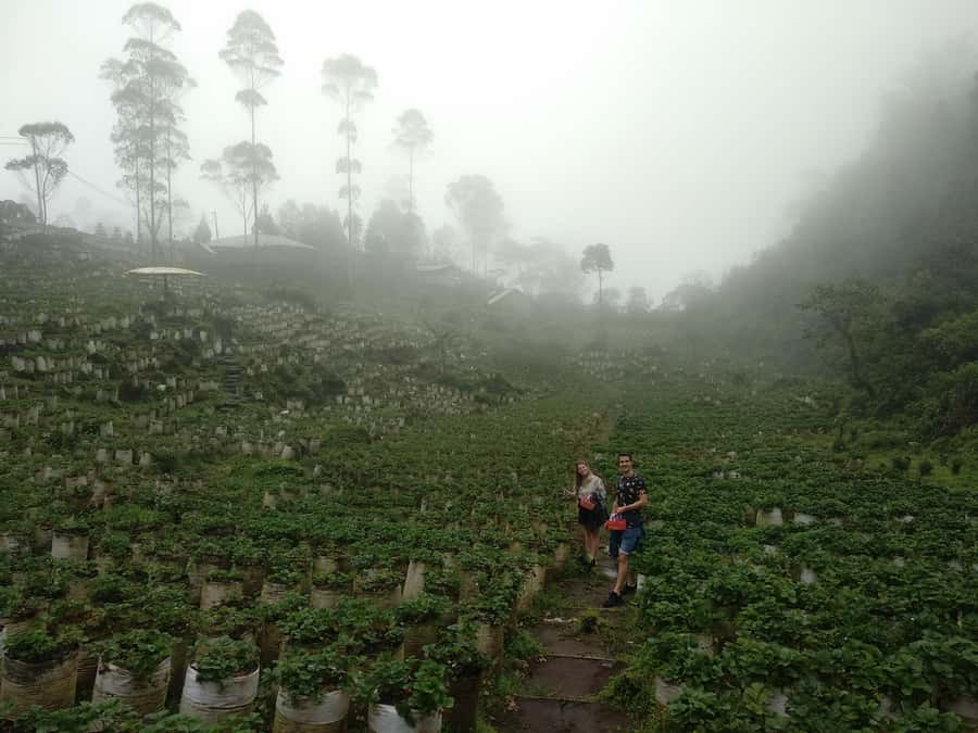 Bandung : White Crater, Tea Plantation Tour Guide Bandung - Strawberry picking and a taste of local produce