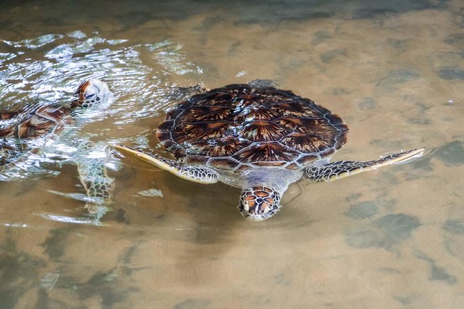Bentota Village Tour with River Safari & Tea Plantation/Factory - All Inclusive - Is $120 per person good value?