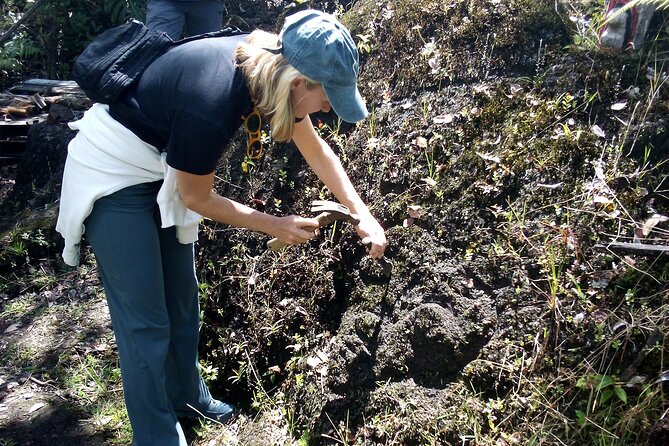 Big Island Jungle Tour with Guava Green Tea - A garden with more than 300 hapuu ferns