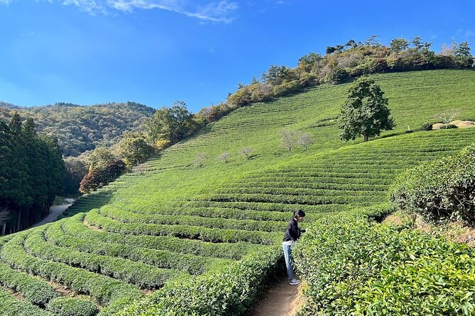 Boseong Tour : Green Tea Field, Mountain & Lake Trail (Private) - Daehan Dawon, where Boseong turns green