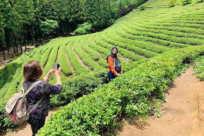 Boseong Tour : Green Tea Field, Mountain & Lake Trail (Private) - Who will get the most from this day
