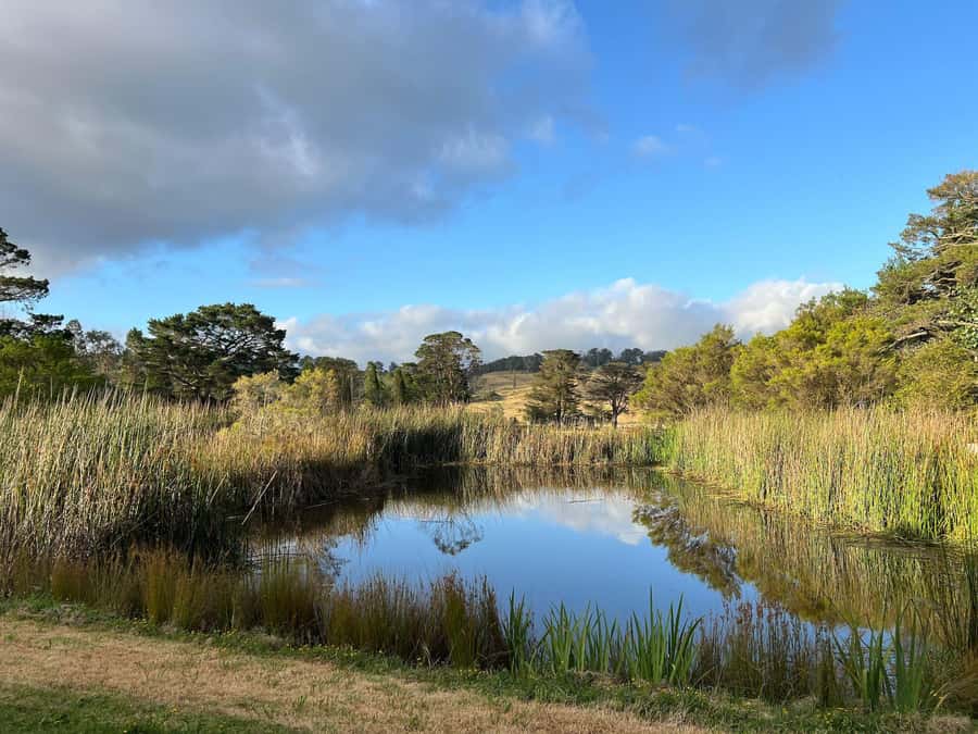 Bowral Honey Farm Tour, Honey Tasting & morning Tea - Why the hives are the star of the Bowral Honey Farm tour