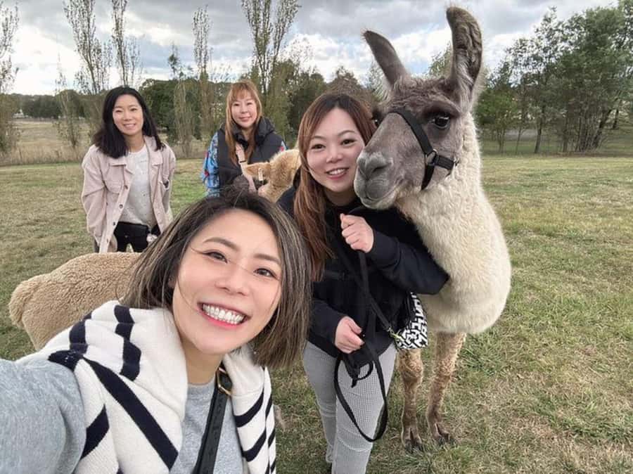 Canberra: Alpaca Adventure Farm Tour (morning tea included) - Key points to know before you book