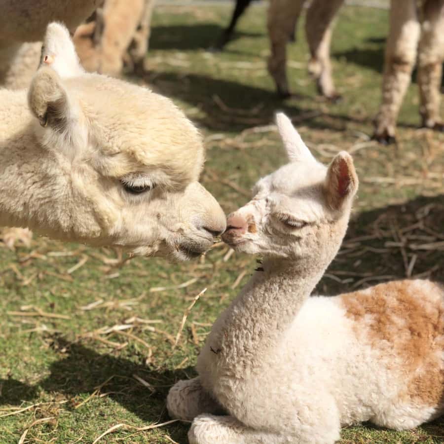 Canberra: Alpaca Adventure Farm Tour (morning tea included) - Meeting the alpacas and llamas at Blackwattle Farm