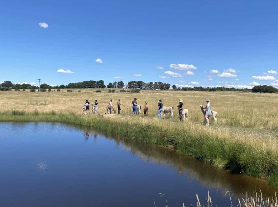 Canberra: Alpaca Adventure Farm Tour (morning tea included) - Morning tea beside the grazing paddocks