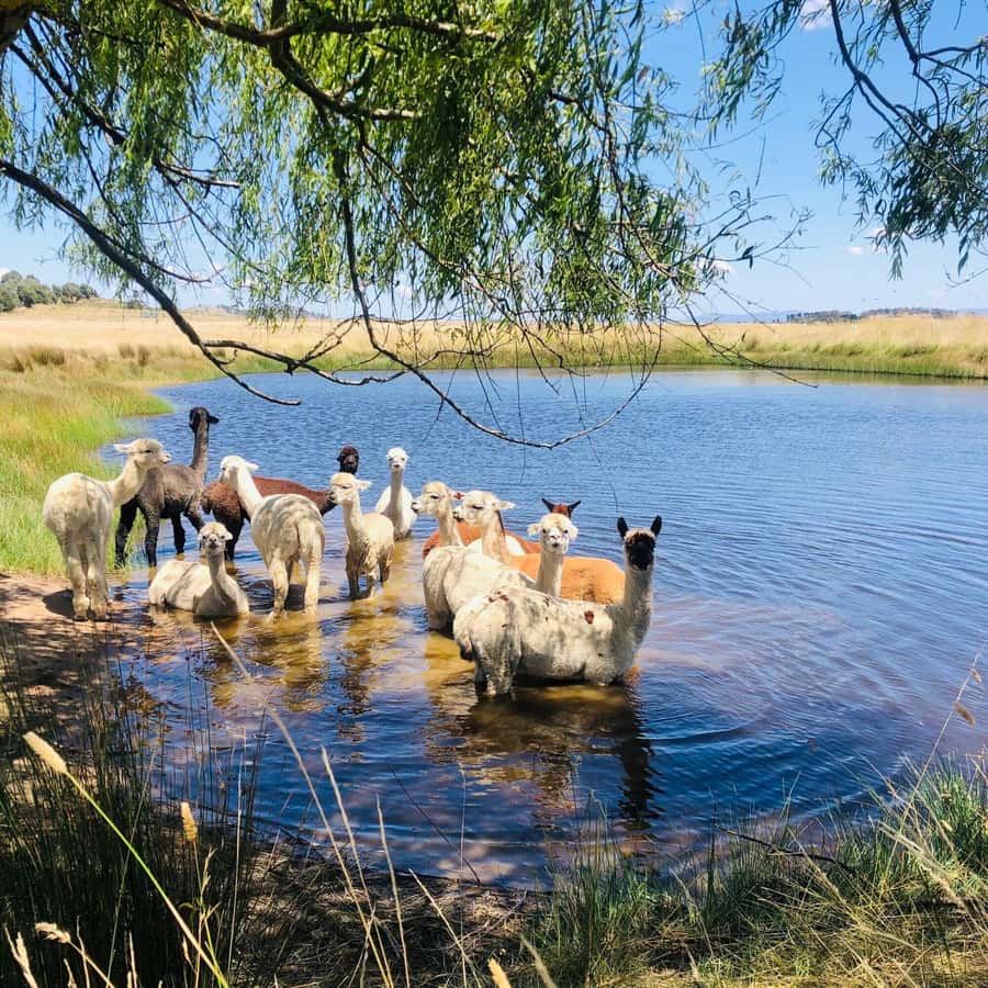 Canberra: Alpaca Adventure Farm Tour (morning tea included) - Who will enjoy this farm tour most?