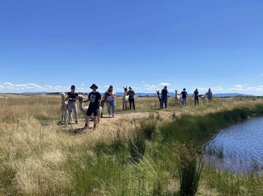 Canberra: Alpaca Adventure Farm Tour (morning tea included) - Practical details that affect your morning