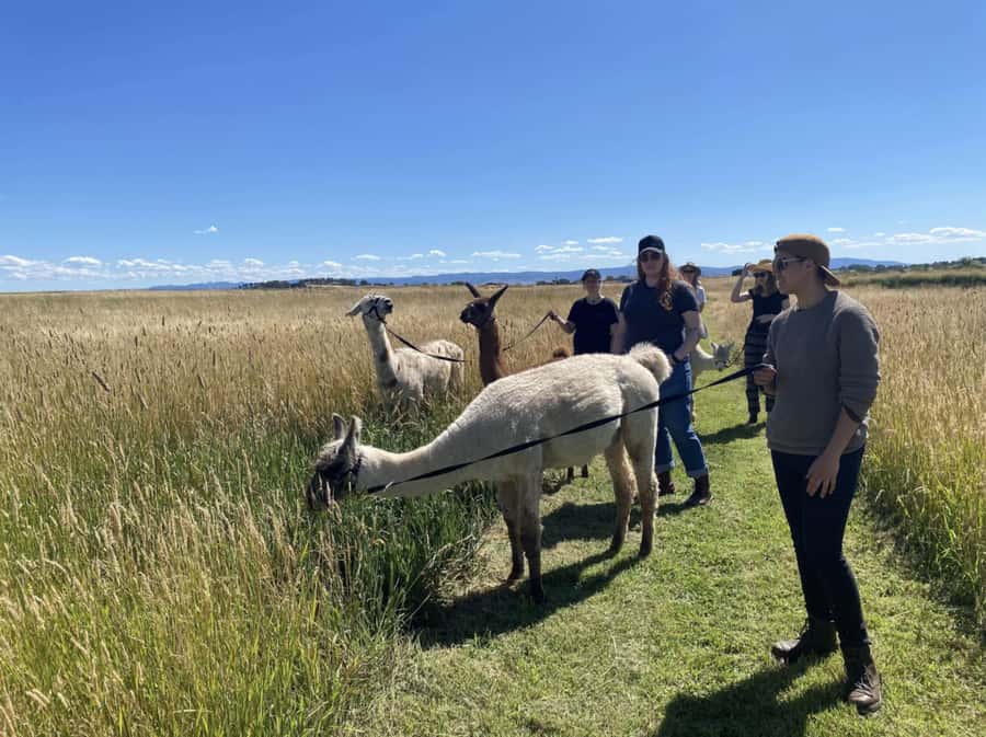 Canberra: Alpaca Adventure Farm Tour (morning tea included) - Walking your own alpaca or llama around the dam
