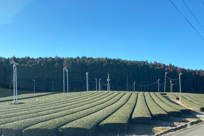 Ceramics and Green Tea Tour of Nagasaki and Saga Prefecture - Tozan Shrine and porcelain in a sacred setting