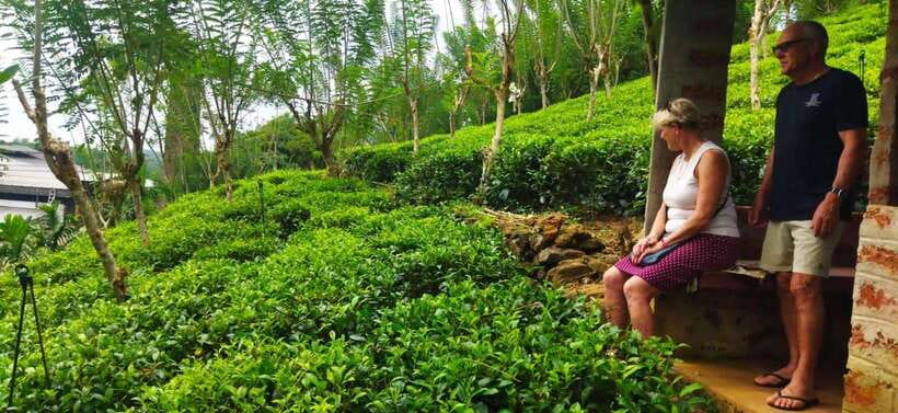 Ceylon Tea Experience from Colombo Port Passenger Terminal - Rayigam Tea Factory and the working plantation