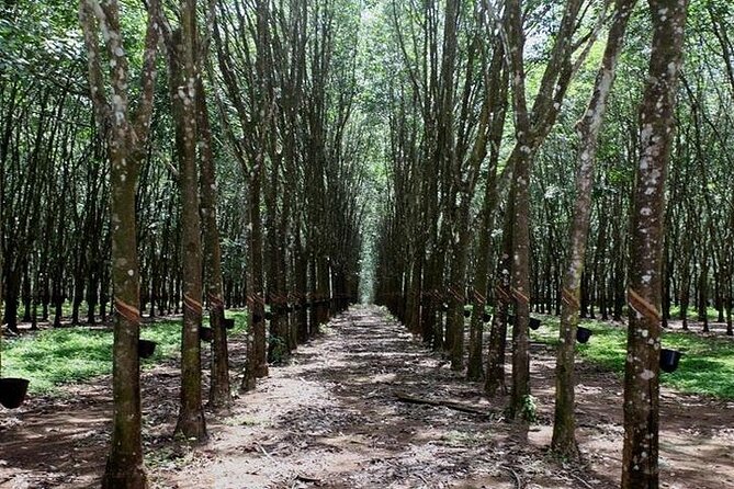 Ceylon Tea Experience Start from Colombo Port Passenger Terminal - Tea Plucking, Rubber Tapping, and Factory Work