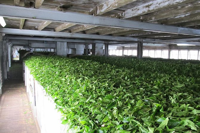 Ceylon Tea Experience Start from Colombo Port Passenger Terminal - Old Parliament, Galle Face Green, and the Final Ride