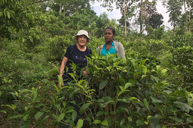 Ceylon Tea Experience Start from Colombo Port Passenger Terminal - What $80 Buys You