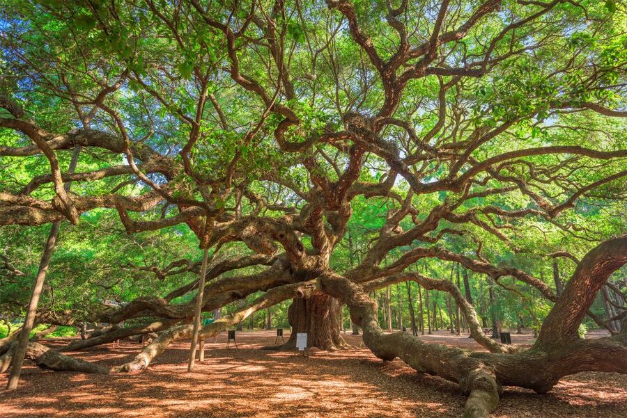 Charleston: Wadmalaw Island Wine Tasting and Tea Garden Trip - Key points at a glance