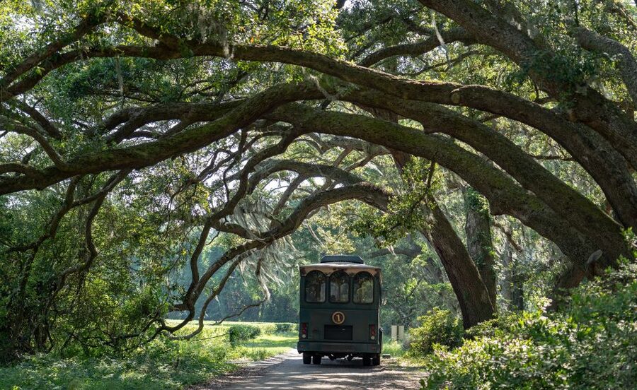 Charleston: Wadmalaw Island Wine Tasting and Tea Garden Trip - Charleston Tea Garden and its endless rows of bushes