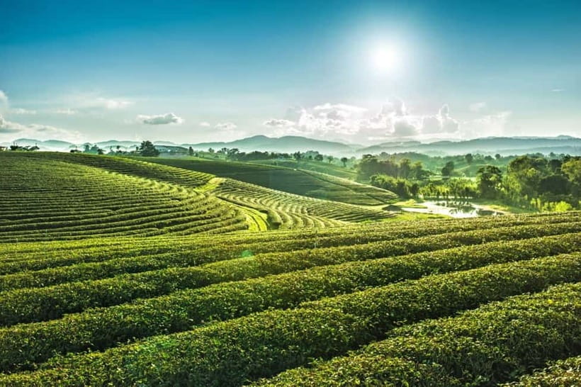 Chiang Rai: 7 Major Sites, Golden Triangle & Tea Plantation - Key points to know before booking