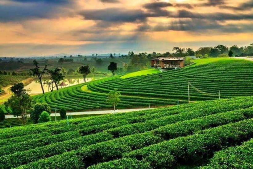 Chiang Rai: 7 Major Sites, Golden Triangle & Tea Plantation - Opium Museum: useful context for the Golden Triangle