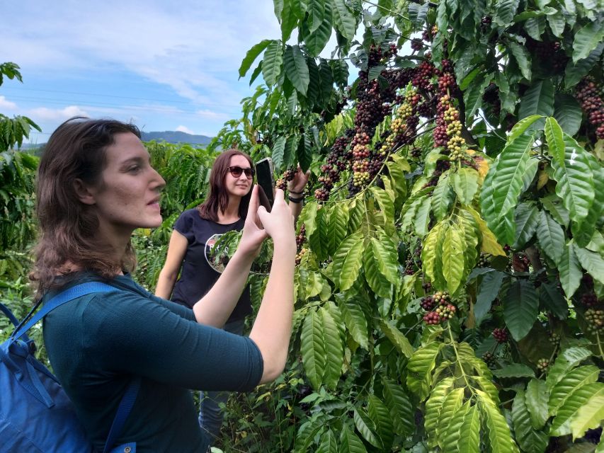 Coffee - Wine - Tea Da Lat's Agricultural Treasures Tour - Why this Da Lat tour works