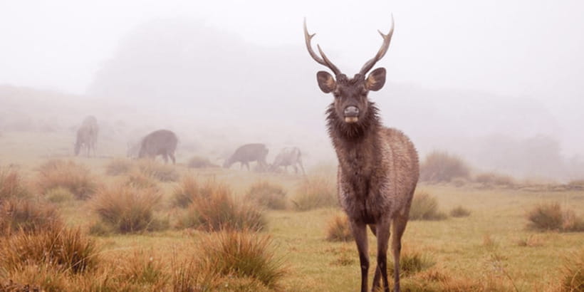 Comprehensive Excursion: Horton Plains and Pedro Tea Factory - The one-hour ride from Nuwara Eliya