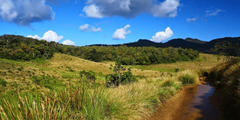 Comprehensive Excursion: Horton Plains and Pedro Tea Factory - Who should book this day trip