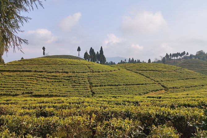 Darjeeling Himalayan Tea Tour - Why this seven-day tea route works