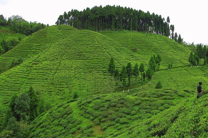 Darjeeling Himalayan Tea Tour - Day 4: The Toy Train and Glenburn